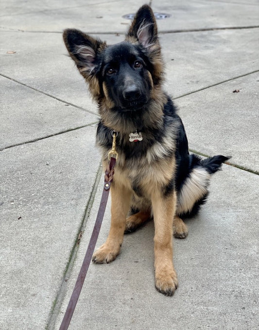 The 6 Best Dog Leashes for Large Breed Dogs in 2023 – Reviews & Buyer’s Guide